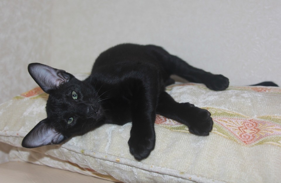 Kittens - Арман, Черный ориентальный котенок