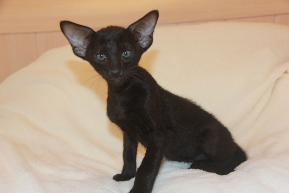 Арман, Черный ориентальный котенок