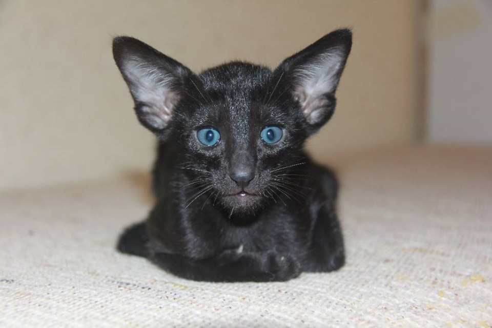 Арман, Черный ориентальный котенок