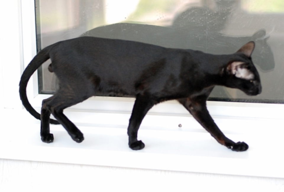 Коты - ЯКОВ (Yakov Hathor) Ch. OSH n, черный ориентал. black oriental