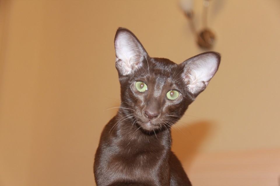 Females - Месси (Messi Sahmet), шоколадная ориентальная кошка
