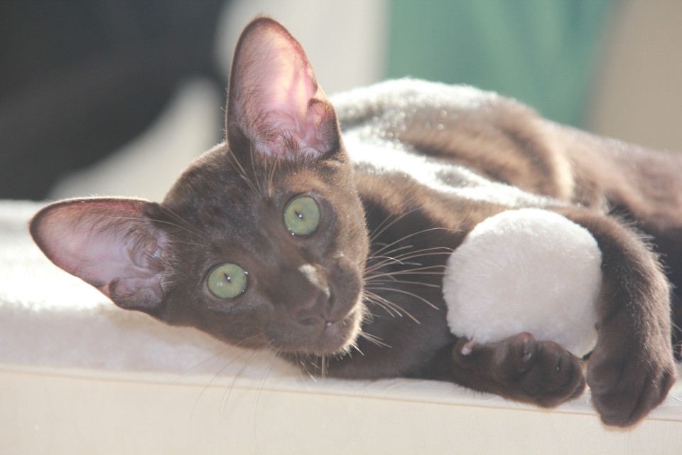 Females - Месси (Messi Sahmet), шоколадная ориентальная кошка