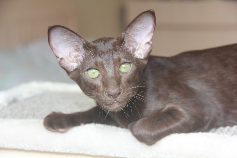 Кошки - Месси (Messi Sahmet), шоколадная ориентальная кошка