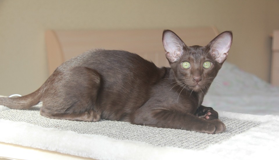 Кошки -Месси (Messi Sahmet), шоколадная ориентальная кошка