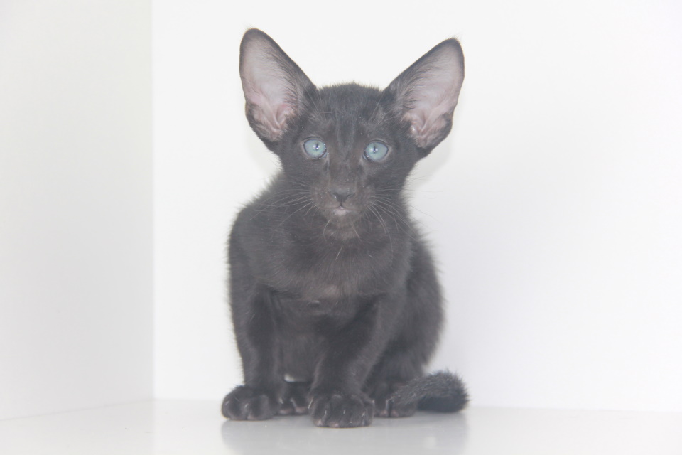 Котята - Adam,ориентальный котенок, ORI n - эбони, черный! 