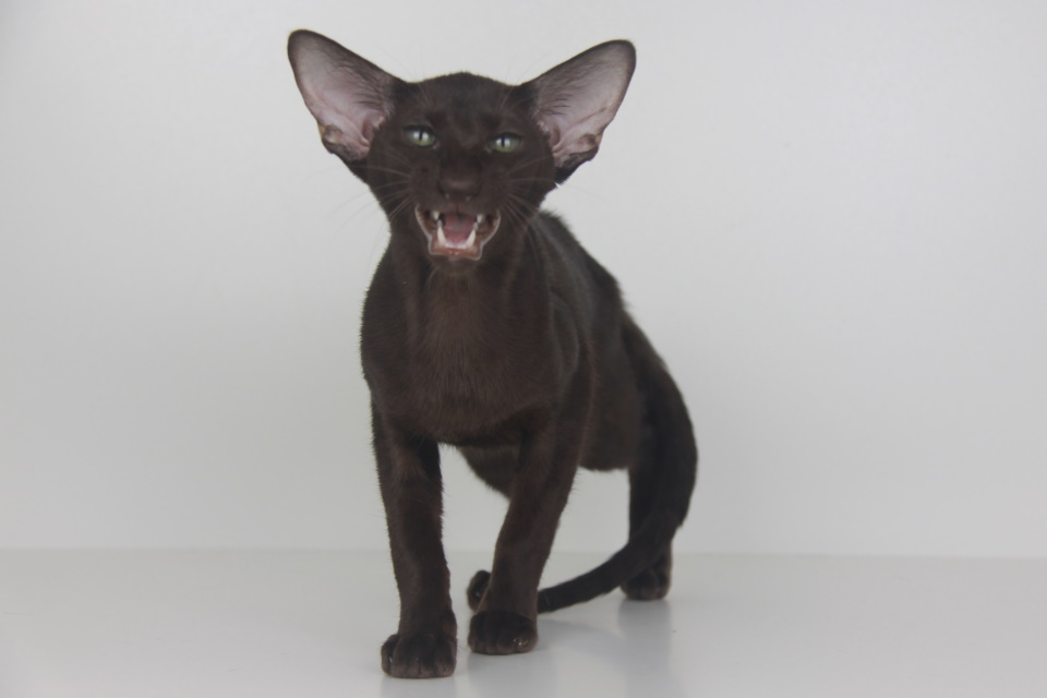 Котята - Addy,ориентальный котенок, ORI b - шоколадный, гавана! 
