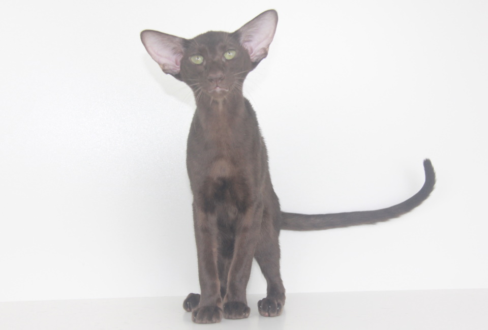 Котята - Addy,ориентальный котенок, ORI b - шоколадный, гавана! 