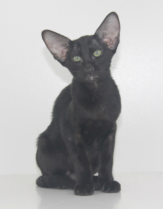 Котята - Aisha,ориентальный котенок, ORI n - эбони, черный! 