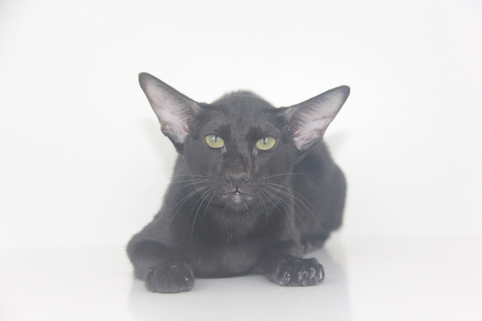 Котята - Aisha,ориентальный котенок, ORI n - эбони, черный! 
