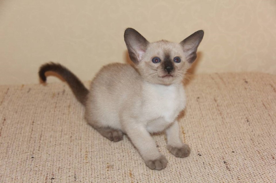 Kittens - Альфа (Alfa Eastward), сиамский котенок