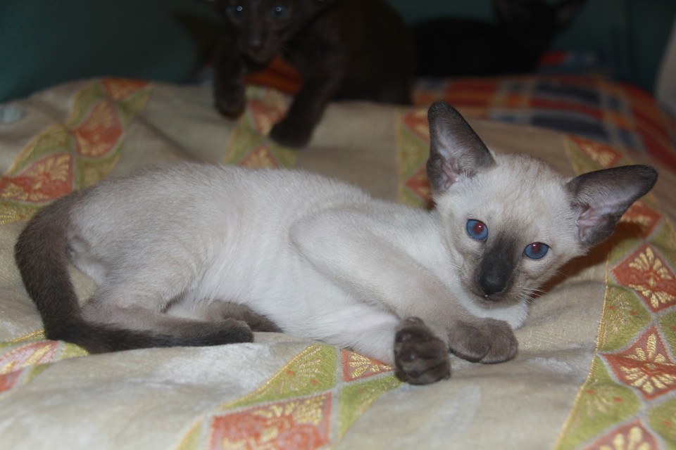 Котята - Альфа (Alfa Eastward), сиамский котенок