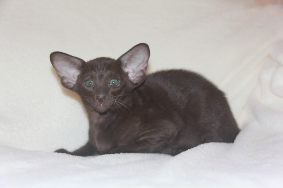 Kittens - Арья, шоколадная ориентальная шалунья!