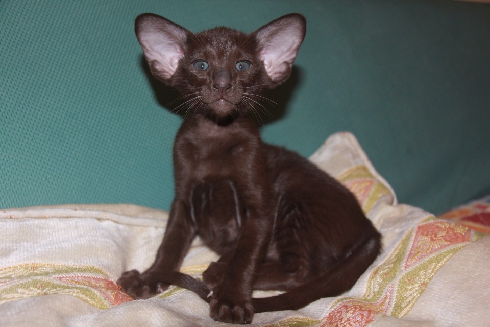 Kittens - Арья, шоколадная ориентальная шалунья!