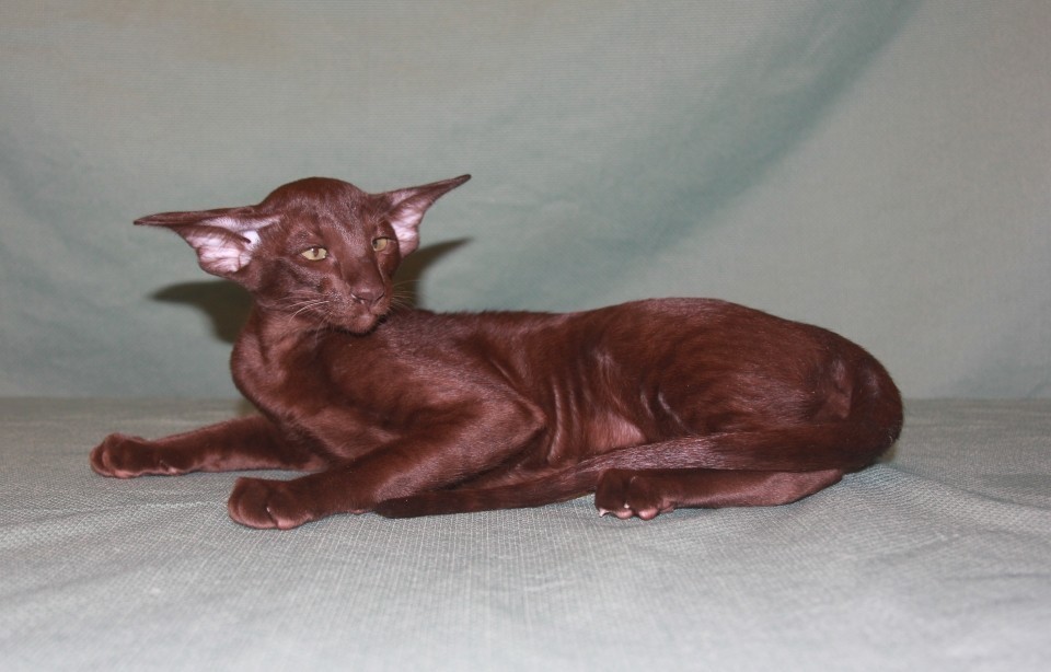 Котята - Арья, шоколадная ориентальная шалунья!