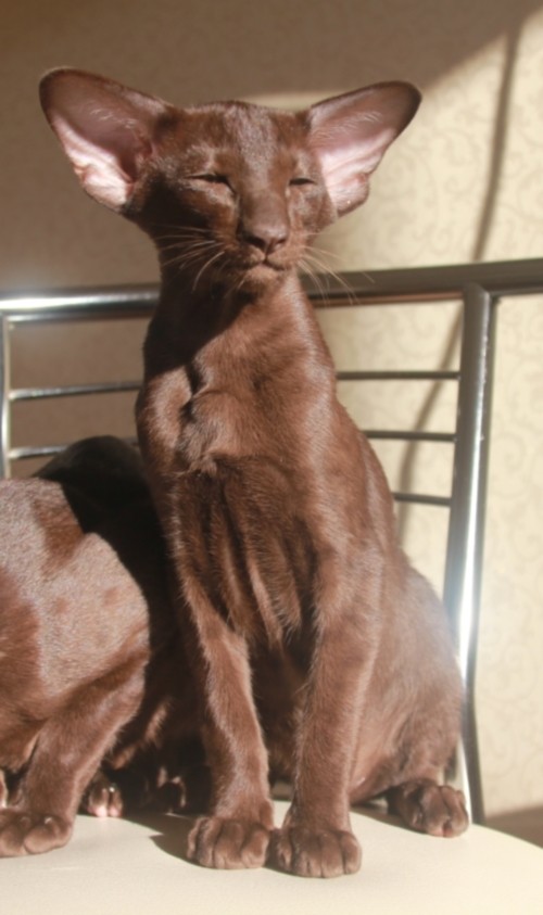 Кошки - Арья (Arya Eastward) ориентальная кошка
