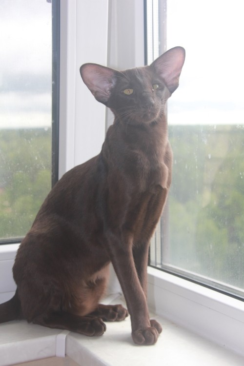 Кошки - Арья (Arya Eastward) ориентальная кошка