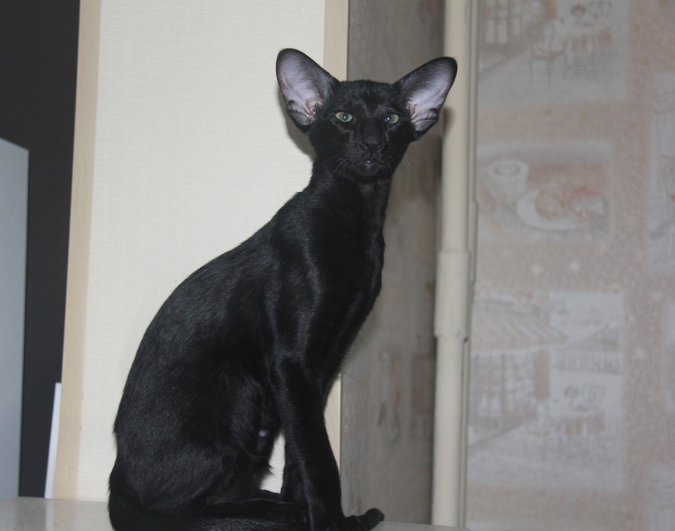 Котята - Аша, ориентальный котенок, девочка