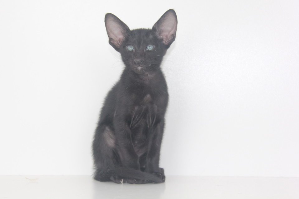 Котята - Avatar,ориентальный котенок, ORI n - эбони, черный! 