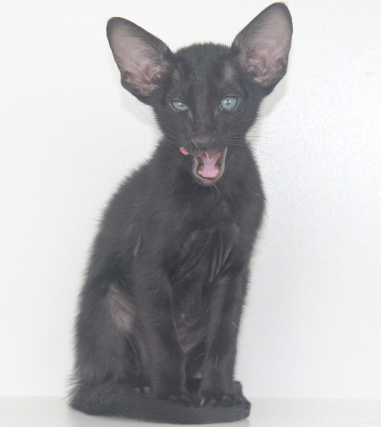 Котята - Avatar,ориентальный котенок, ORI n - эбони, черный! 