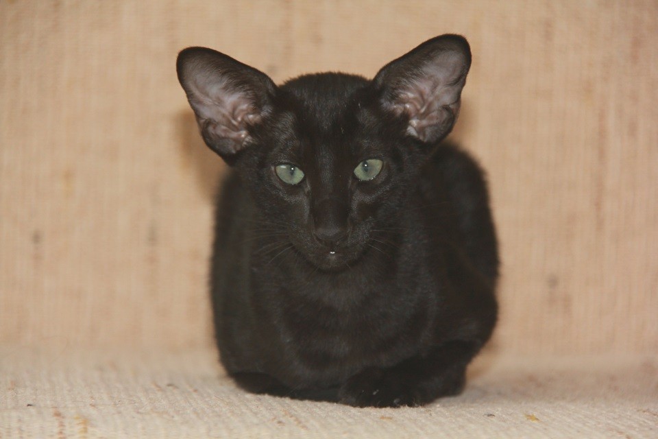 Котята - Баффи (Baffi Eastward), черная ориентальная шалунья! 