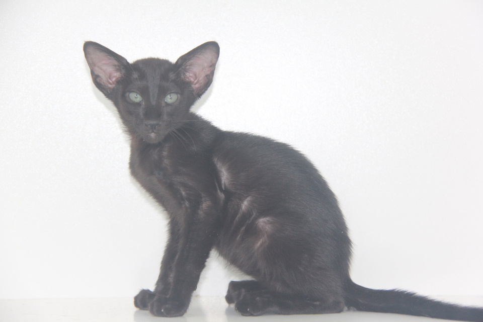 Котята - Белла черный ориентальный котенок! 