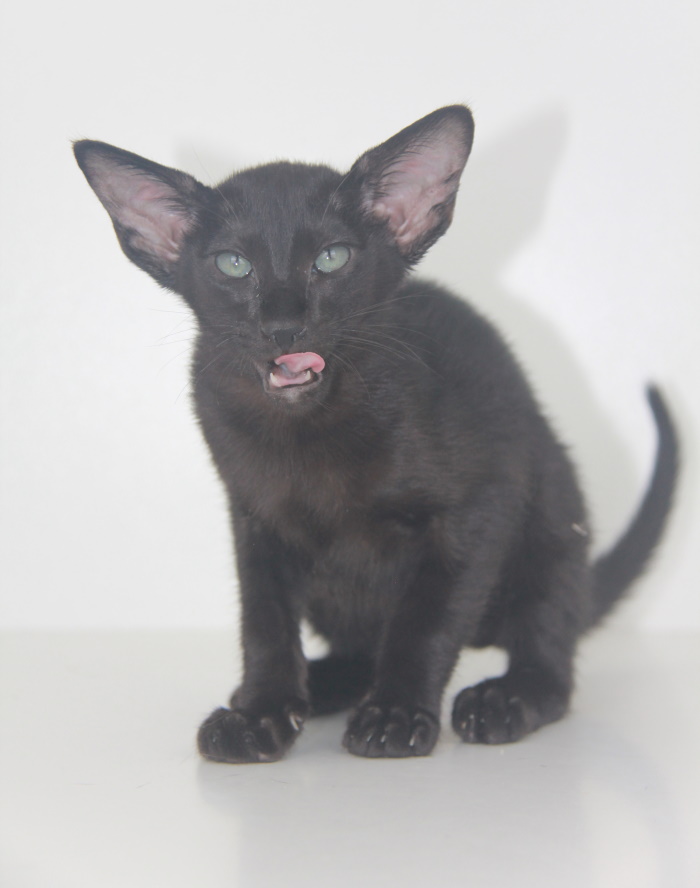 Котята - Белла черный ориентальный котенок! 