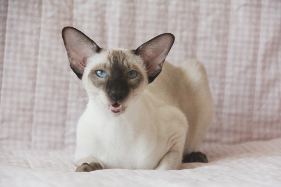 Котята - Бетта - сиамский котенок