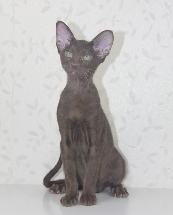 Котята - Кэлвин шоколадный котенок! 