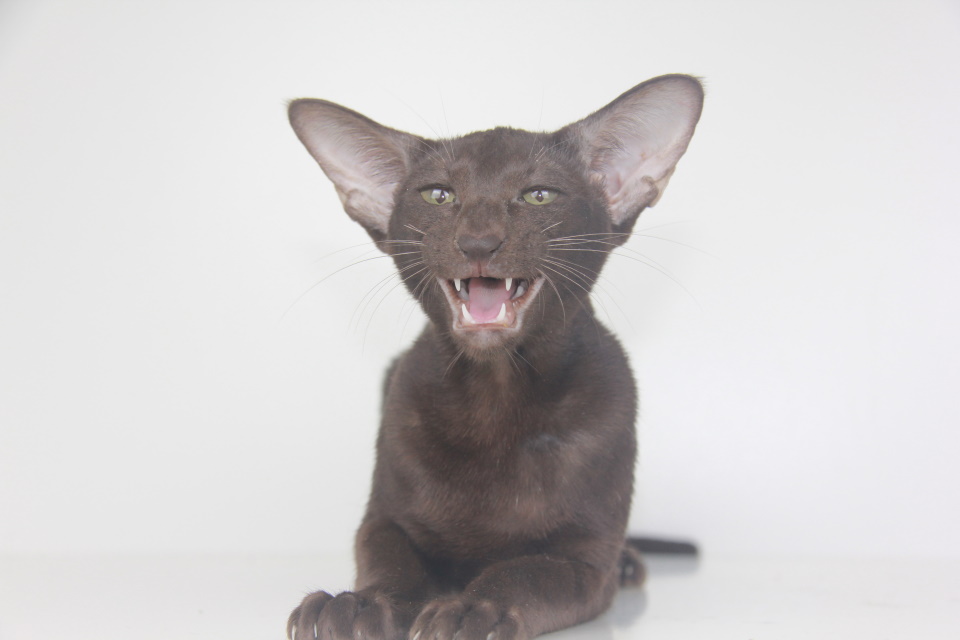 Котята - Камри шоколадный котенок! 
