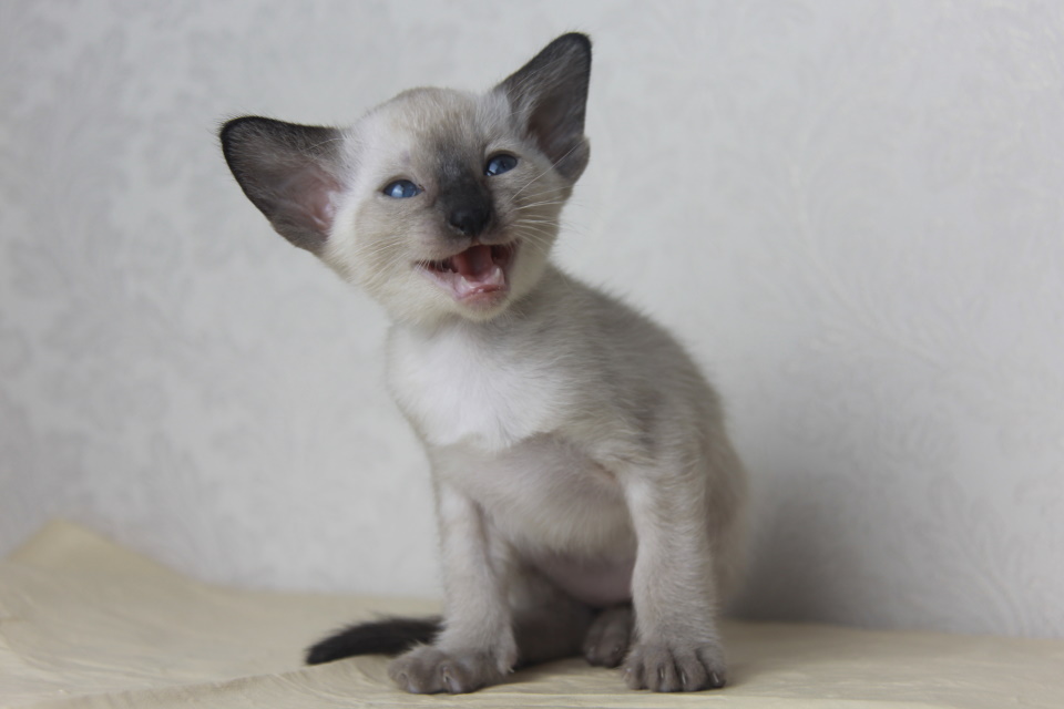 Котята - Кармен сиамский котенок! 