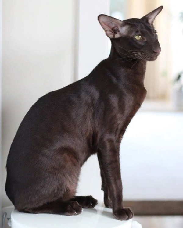 Котята - Чарли, шоколадный ориентальный котенок! 
