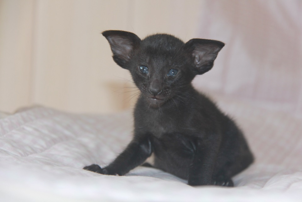 Котята - Дакота (Dakota Eastward), черный ориентальный котенок! 