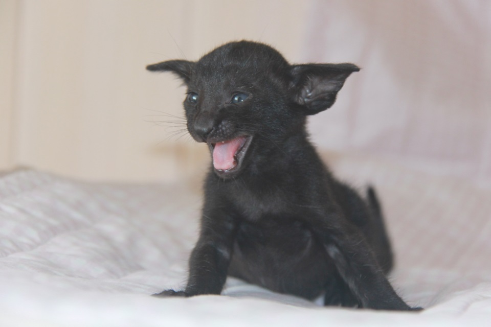 Котята - Дакота (Dakota Eastward), черный ориентальный котенок! 