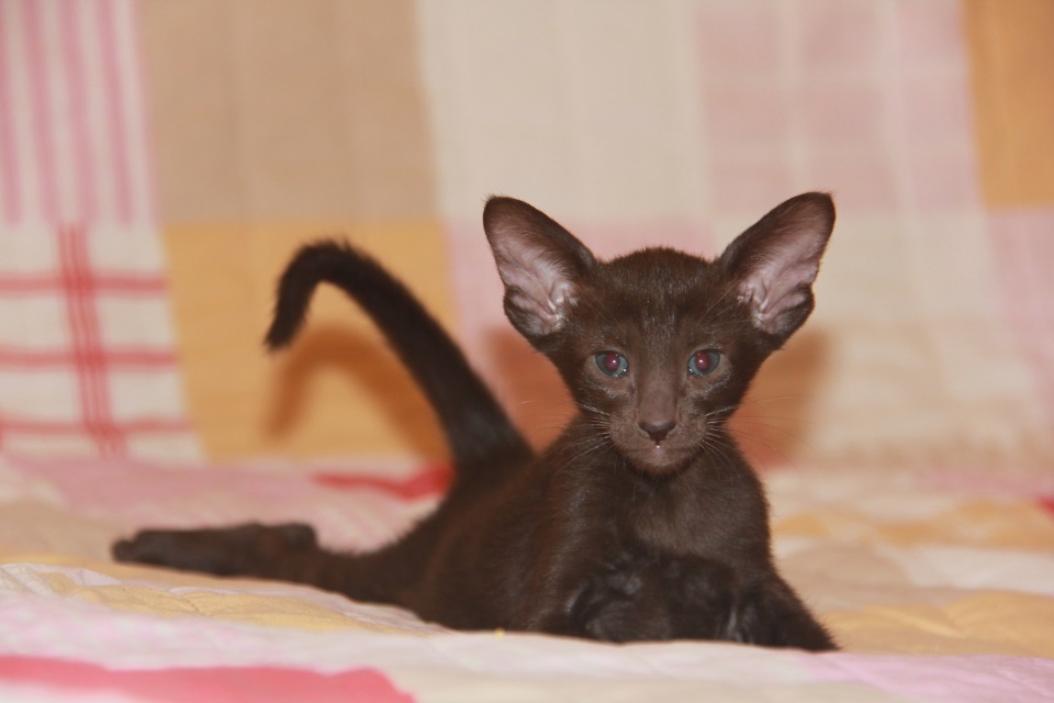 Котята - Дебби, шоколадный ориентальный котенок! 