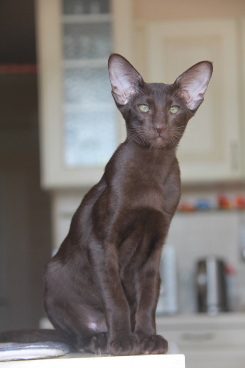 Котята - Дебби, шоколадный ориентальный котенок! 