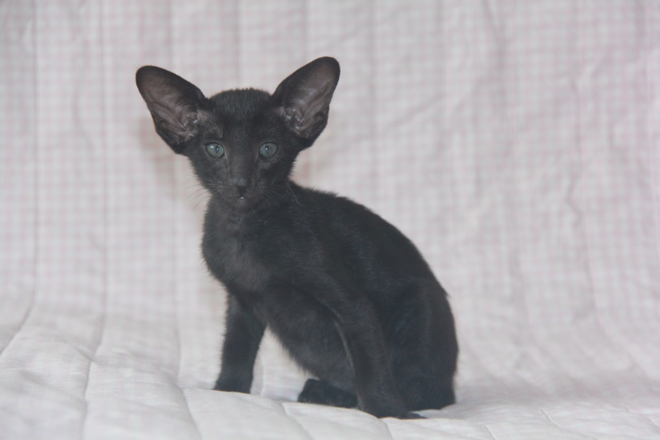 Котята - Дейзи, черный ориентальный котенок! 