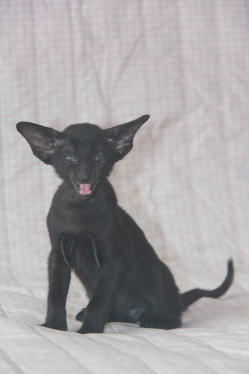 Котята - Дейзи, черный ориентальный котенок! 