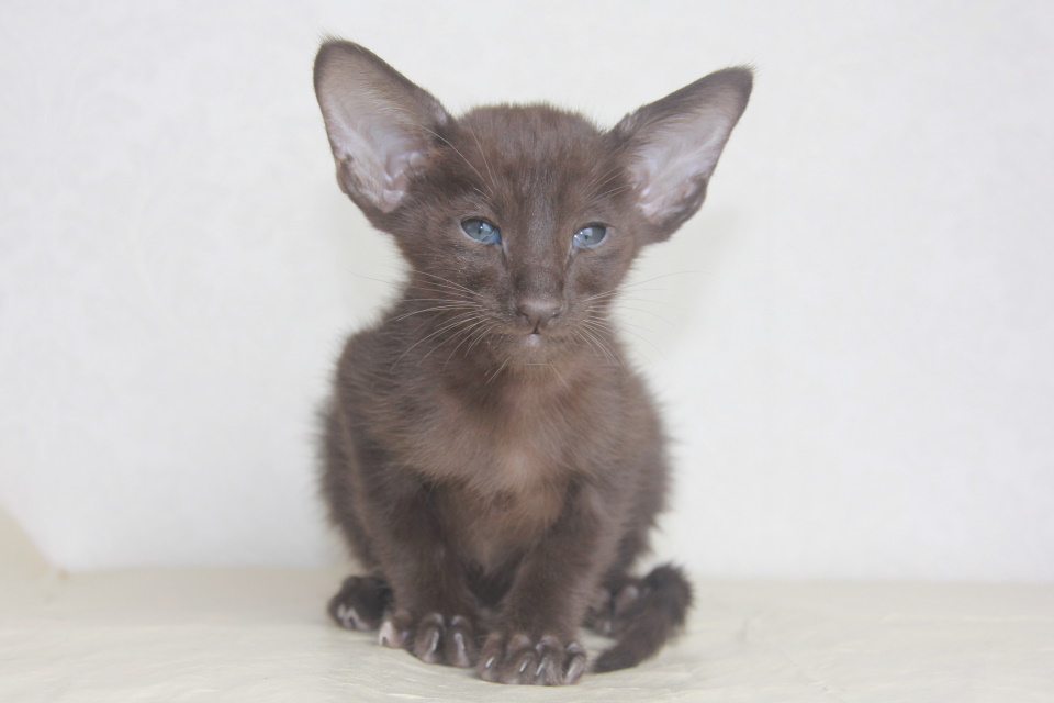 Котята - Добби (Dobby Eastward) шоколадный ориентальный котенок 