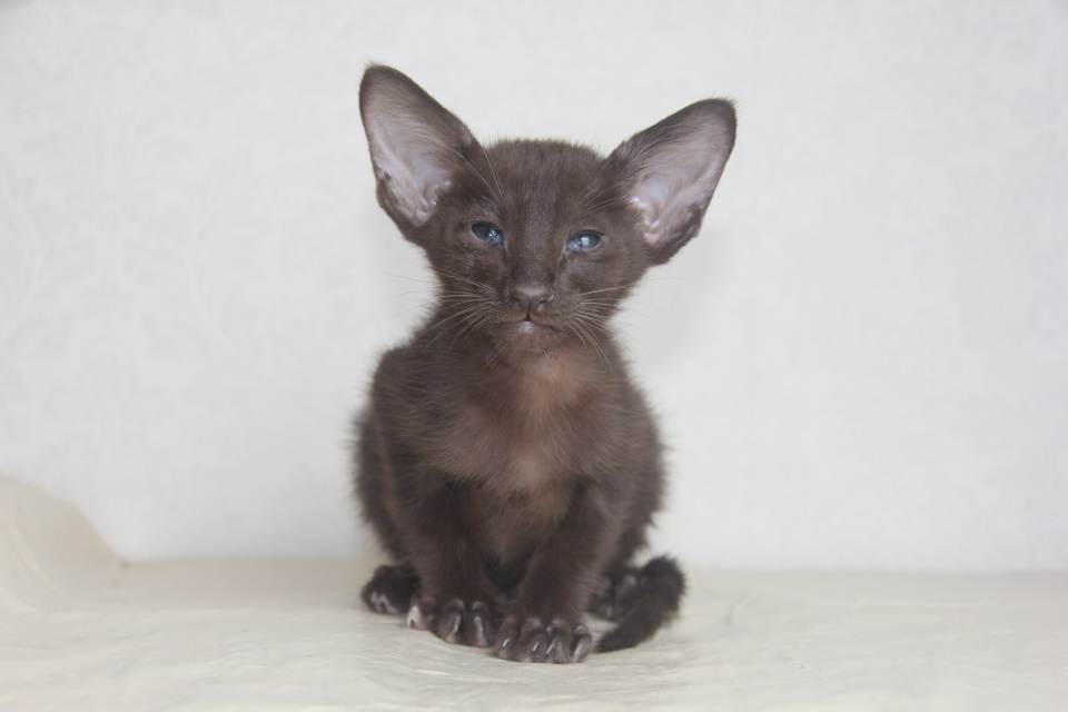 Котята - Добби (Dobby Eastward) шоколадный ориентальный котенок 