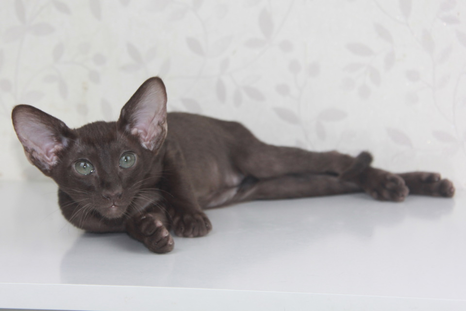 Котята - Дора (Dora Eastward) шоколадный ориентальный котенок 
