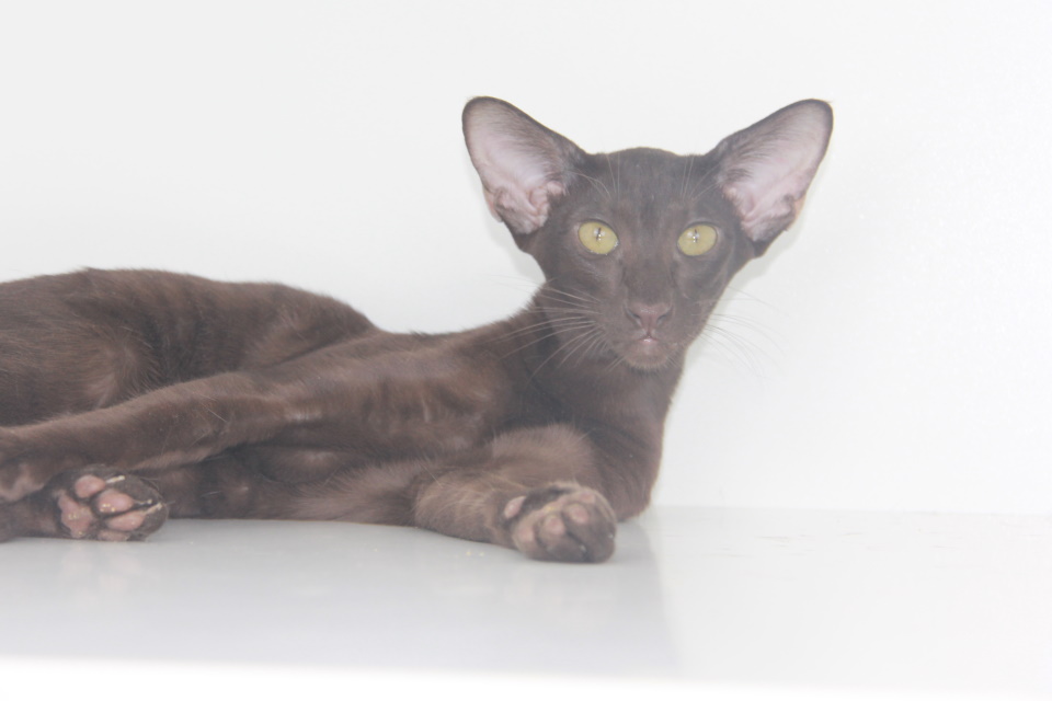 Котята - Дора (Dora Eastward) шоколадный ориентальный котенок 