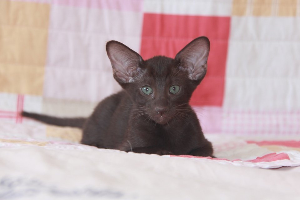 Котята - Дорис, шоколадный ориентальный котенок! 