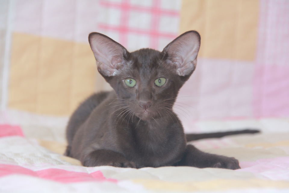 Котята - Дорис, шоколадный ориентальный котенок! 