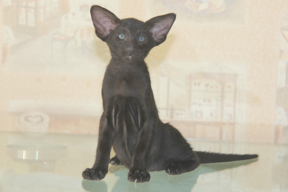 Котята - Эдвард, черный ориентальный кот! 