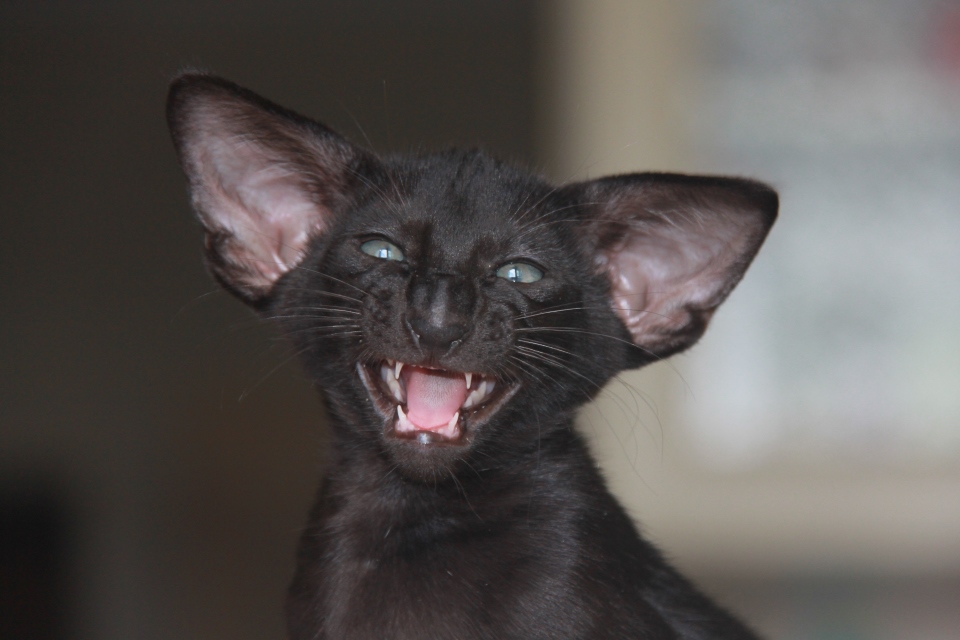 Котята - Эдвард, черный ориентальный кот! 