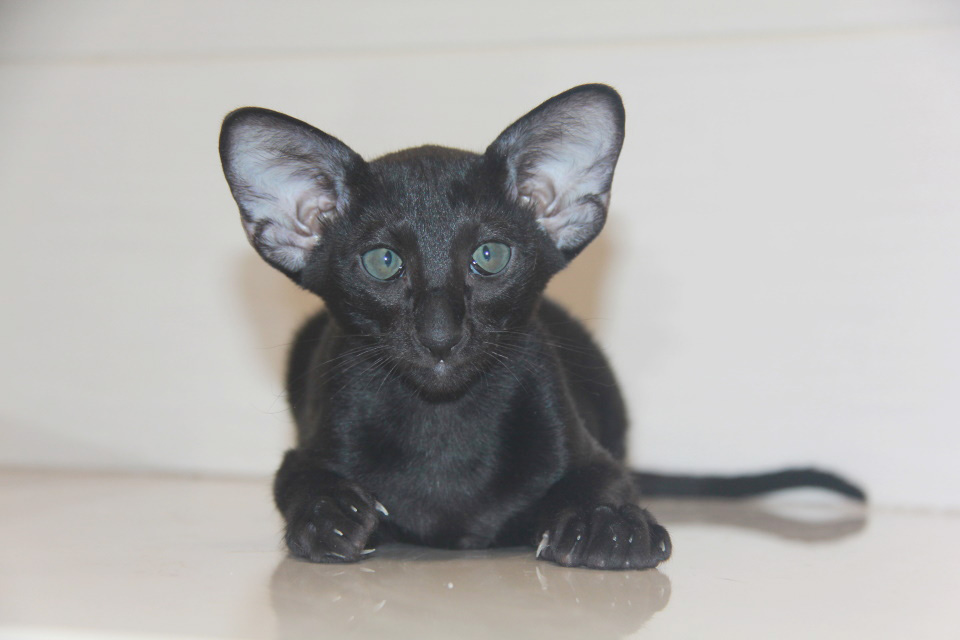 Котята - Эльф, черный ориентальный котенок! 