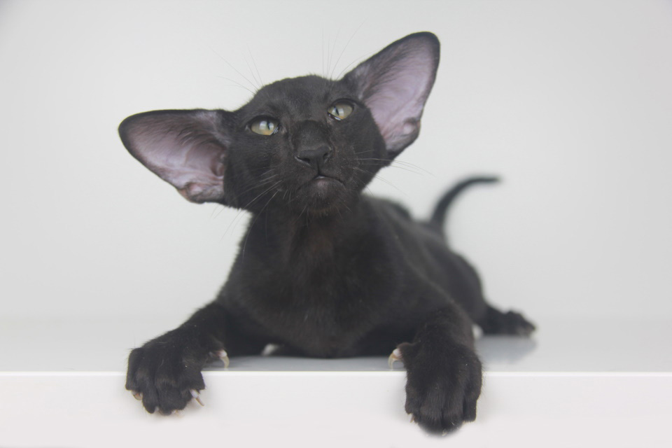Котята - Эльф, черный ориентальный котенок! 