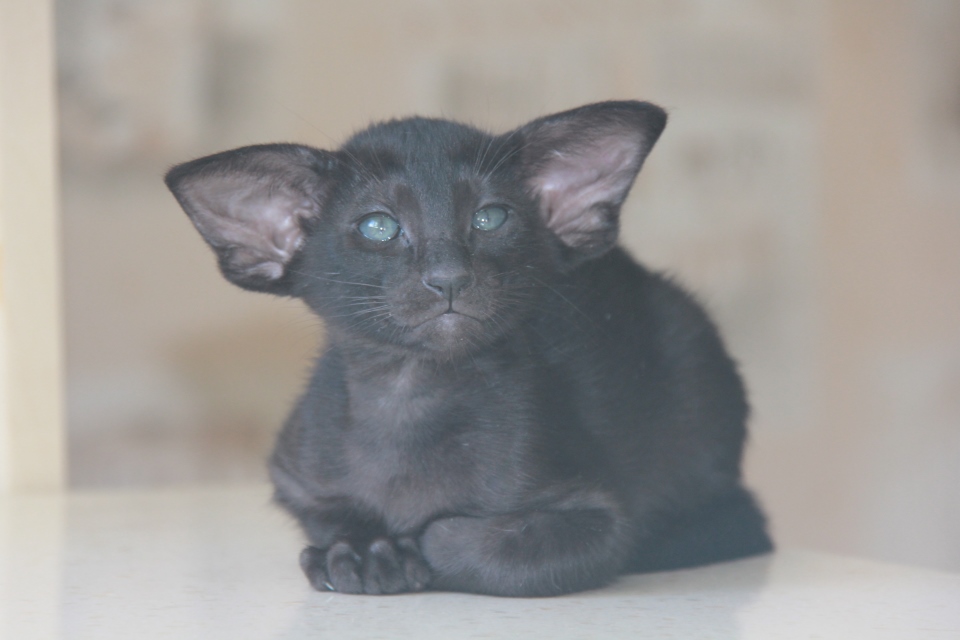 Котята - Эльза, черная ориентальная кошечка! 