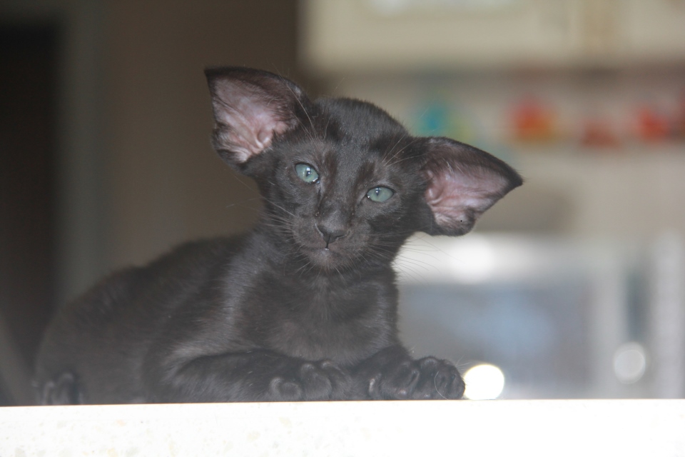Котята - Эльза, черная ориентальная кошечка! 