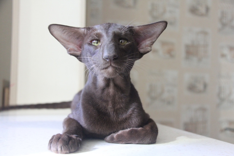 Котята -  Элвин (Elvin Eastward)	, шоколадный ориентальный котенок! 